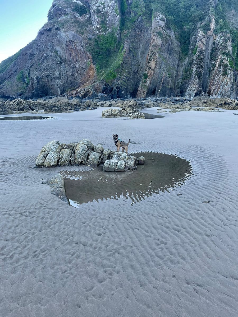 7 Dog Friendly Beaches in Pembrokeshire for an Unforgettable Break